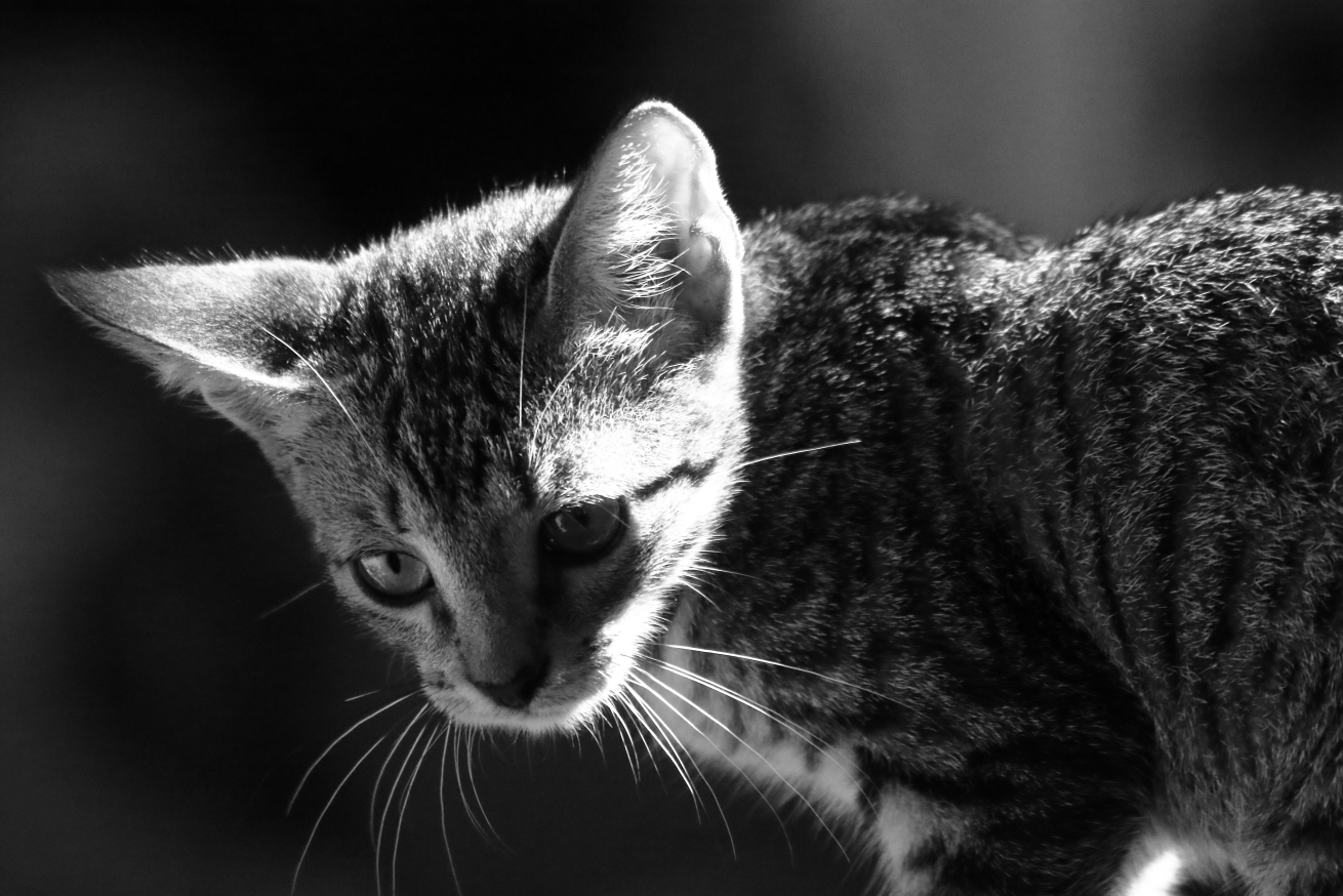 2015 08 31 HTP 04285ebw